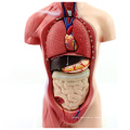 Plástico da ANATOMIA 12022 do TUNK parte, modelos médicos da anatomia do torso do corpo humano de 26cm mini